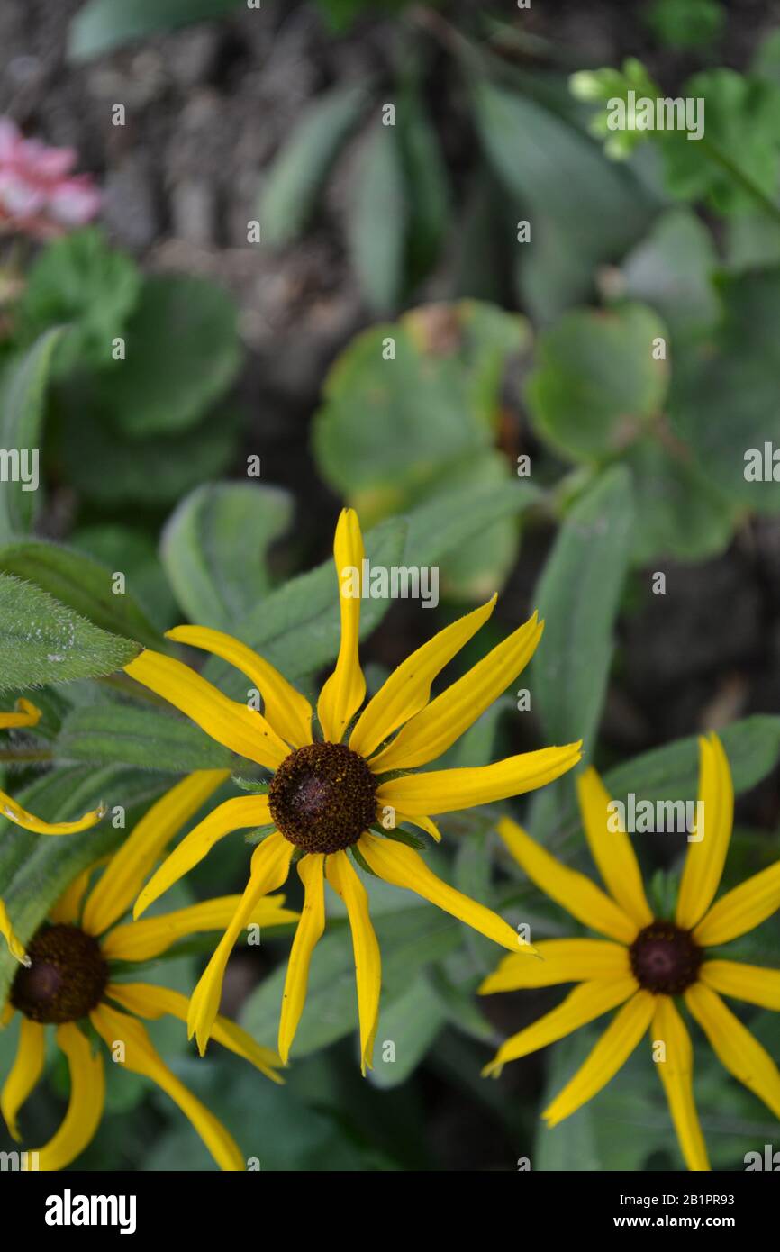Rudbeckia. Perennial. Similar to the daisy. Beautiful sunny flowers. Yellow flowers. Bright petals. Horizontal photo Stock Photo