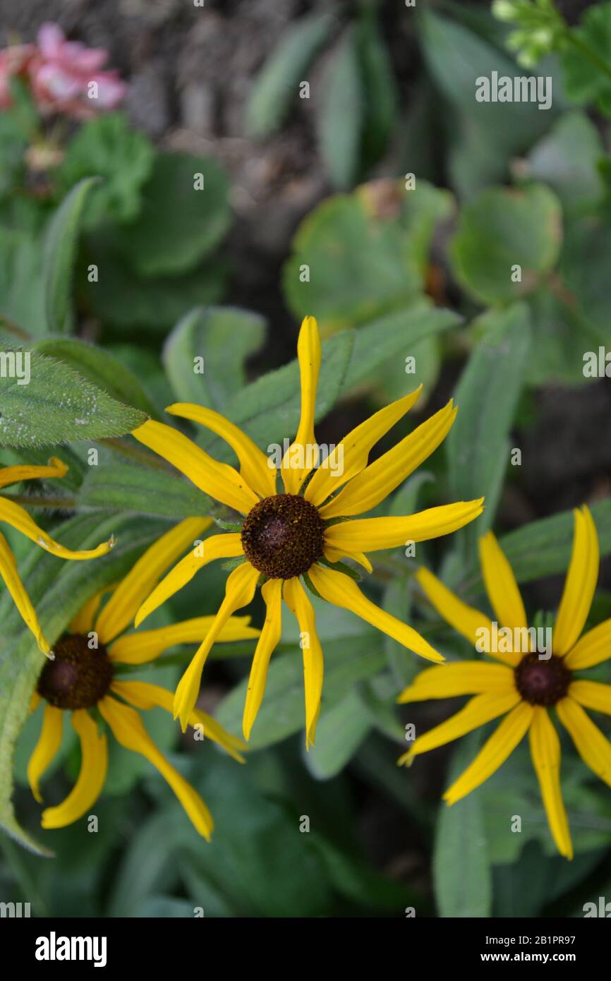 Rudbeckia. Perennial. Similar to the daisy. Beautiful sunny flowers. Yellow flowers. Bright petals. Horizontal Stock Photo