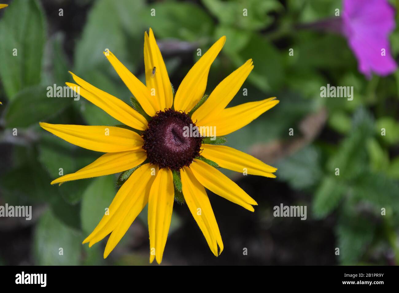 Rudbeckia. Perennial. Similar to the daisy. Beautiful sunny flowers. Yellow flowers. Petals. Horizontal Stock Photo