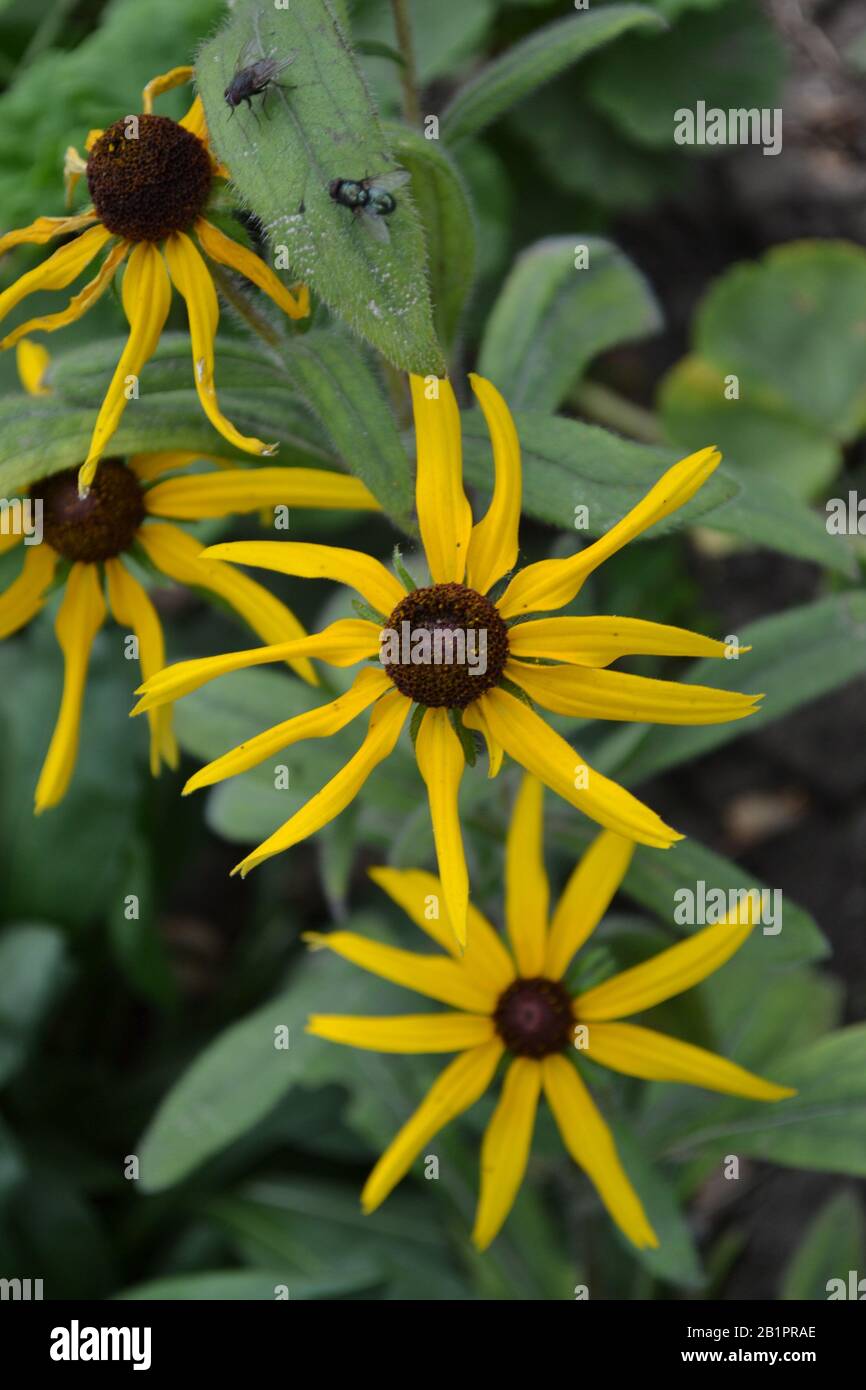 Rudbeckia. Perennial. Similar to the daisy. Beautiful sunny flowers. Yellow flowers. Bright petals. Flowerbed. Horizontal photo Stock Photo