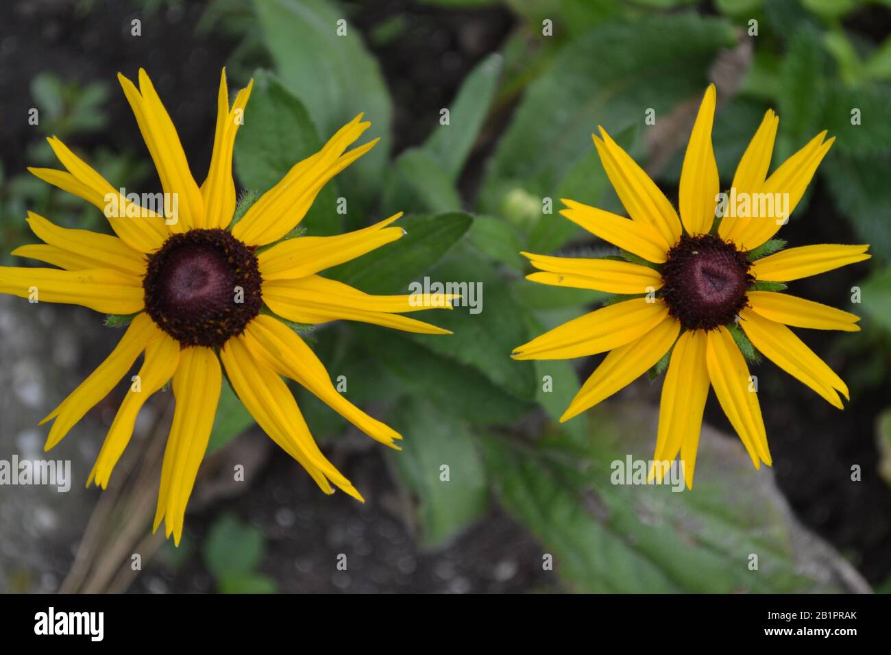 Rudbeckia. Perennial. Similar to the daisy. Beautiful sunny flowers. Yellow flowers. Horizontal photo Stock Photo