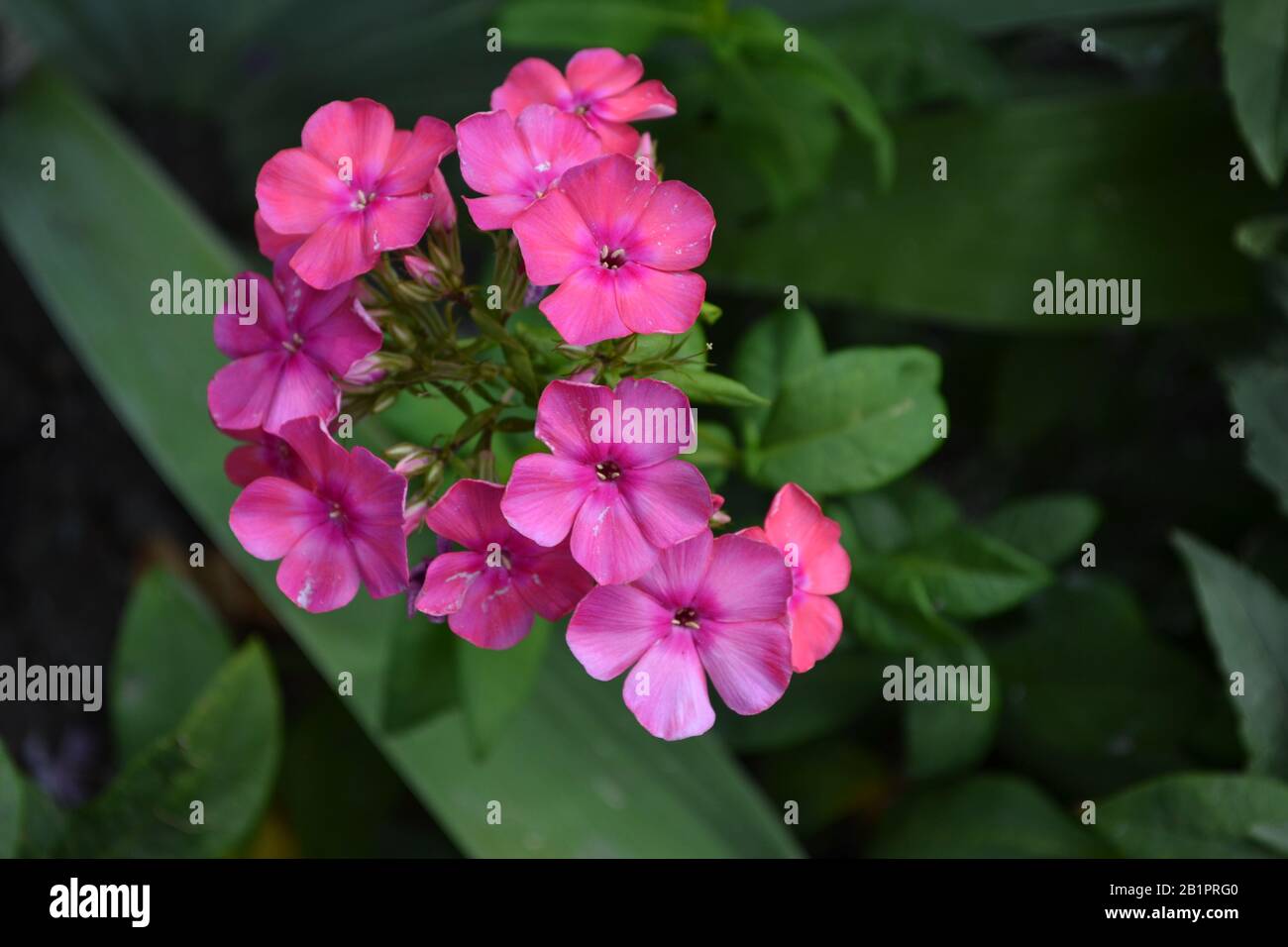 Phlox. Polemoniaceae. Growing flowers. Flowerbed. Garden. Floriculture. Pink inflorescence. Beautiful flowers. Green leaves. High bushes. Summer day. Stock Photo