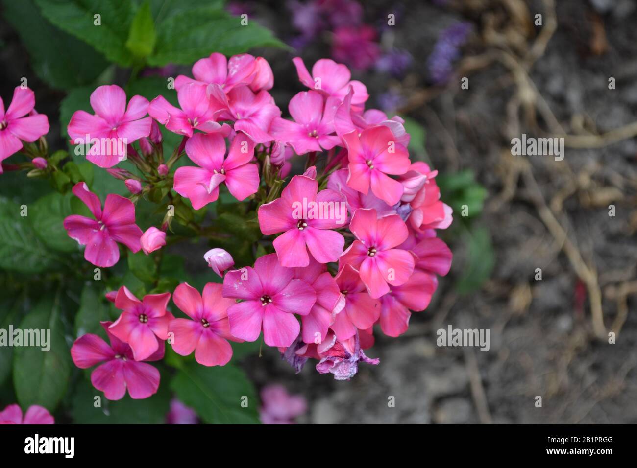 Phlox. Polemoniaceae. Growing flowers. Flowerbed. Garden. Floriculture. Pink inflorescence. Beautiful flowers. Green leaves. Bushes. Horizontal photo Stock Photo