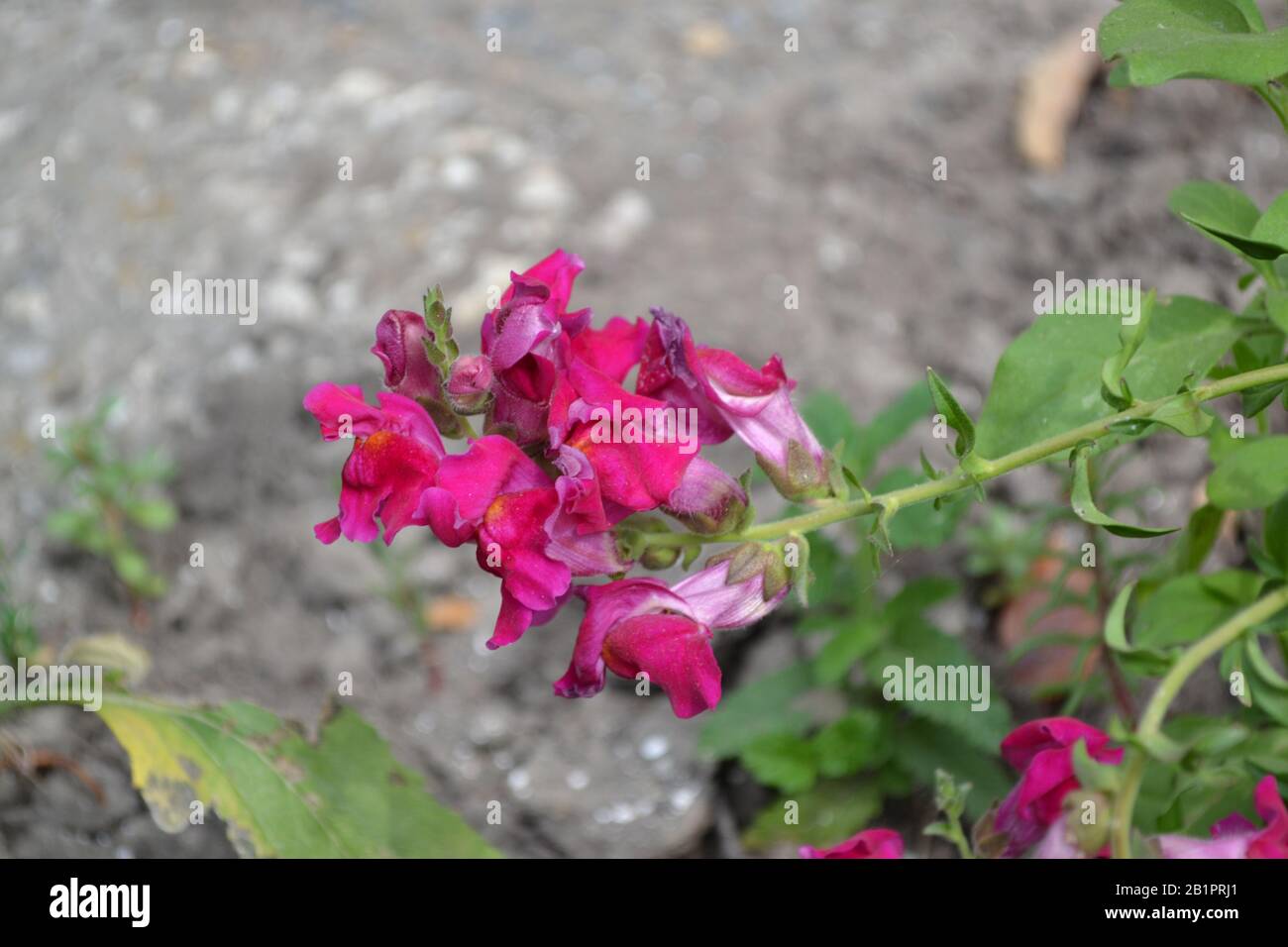 Snapdragon. Antirrhinum. Perennial. Beautiful unusual flower. Inflorescences of fuchsia-colored. Garden. A flower bed. Green leaves. Horizontal photo Stock Photo