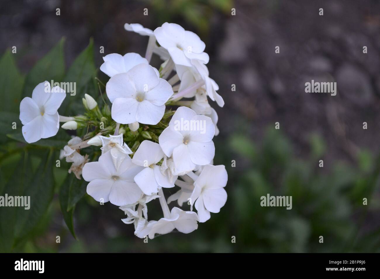 Phlox. Polemoniaceae. Growing flowers. Flowerbed. Garden. Floriculture. White inflorescences. Beautiful flowers. Green leaves. Bushes. Horizontal Stock Photo