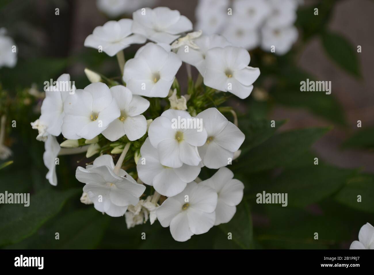 Phlox. Polemoniaceae. Growing flowers. Flowerbed. Garden. Floriculture. White inflorescences. Beautiful flowers. Green leaves. Horizontal photo Stock Photo