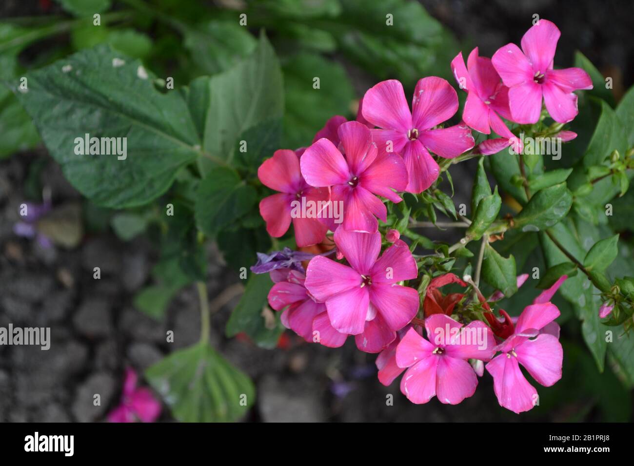 Phlox. Polemoniaceae. Growing flowers. Flowerbed. Garden. Floriculture. Pink inflorescence. Beautiful flowers. Green leaves. High bushes. Horizontal p Stock Photo