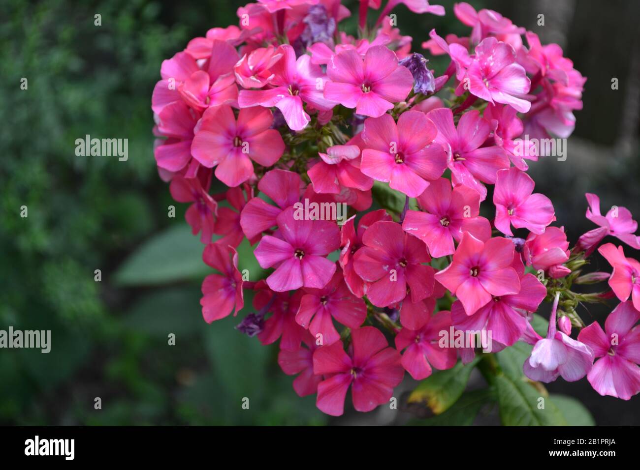 Phlox. Polemoniaceae. Growing flowers. Flowerbed. Garden. Floriculture. Pink summery. Beautiful flowers. Green leaves. High bushes. Summer. Horizontal Stock Photo