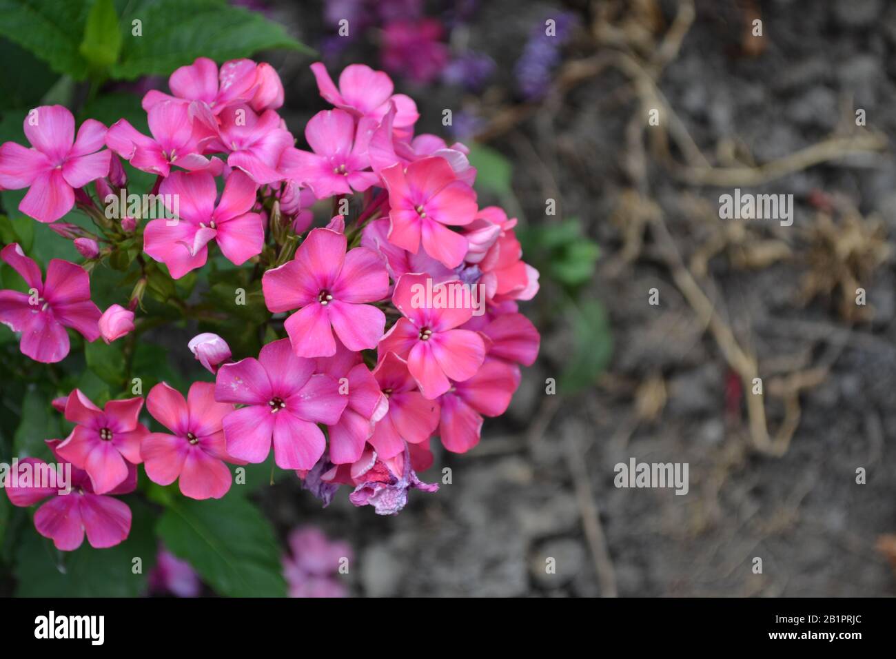 Phlox. Polemoniaceae. Growing flowers. Flowerbed. Garden. Floriculture. Pink inflorescence. Beautiful flowers. Green leaves. Bushes. Horizontal Stock Photo