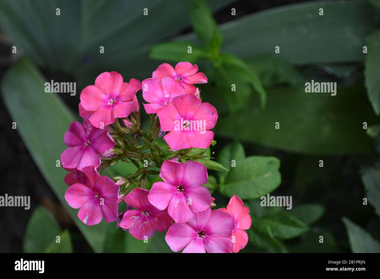 Phlox. Polemoniaceae. Growing flowers. Flowerbed. Garden. Floriculture. Pink inflorescence. Beautiful flowers. Green leaves. High bushes. Summer day. Stock Photo