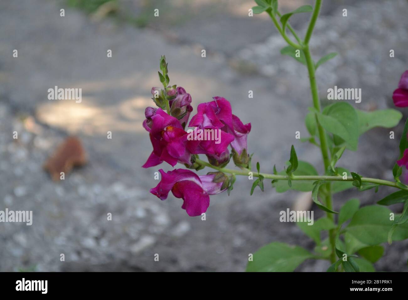 Snapdragon. Antirrhinum. Perennial. Beautiful unusual flower. Inflorescences of fuchsia-colored. Garden. A flower bed. Green leaves. Summer day. Horiz Stock Photo