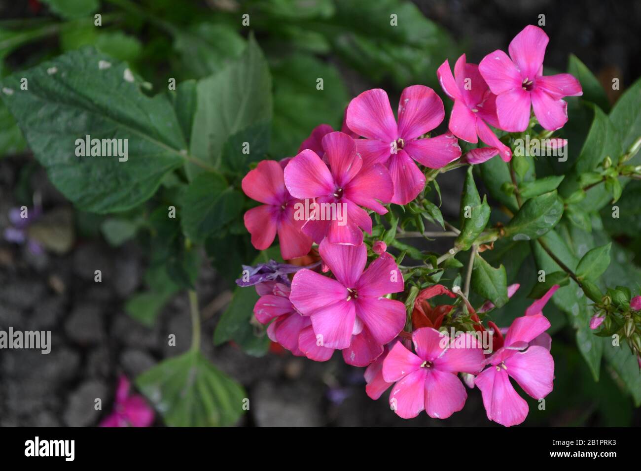 Phlox. Polemoniaceae. Growing flowers. Flowerbed. Garden. Floriculture. Pink inflorescence. Beautiful flowers. Green leaves. High bushes. Summer. Hori Stock Photo