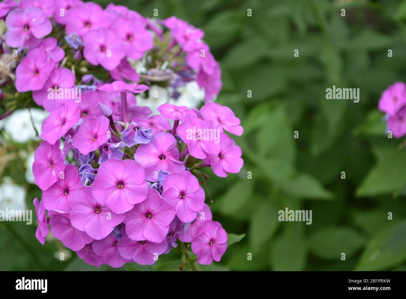Phlox. Polemoniaceae. Growing flowers. Flowerbed. Garden. Floriculture. Violet inflorescence. Beautiful flowers. Green leaves. High bushes. Summer. Ho Stock Photo