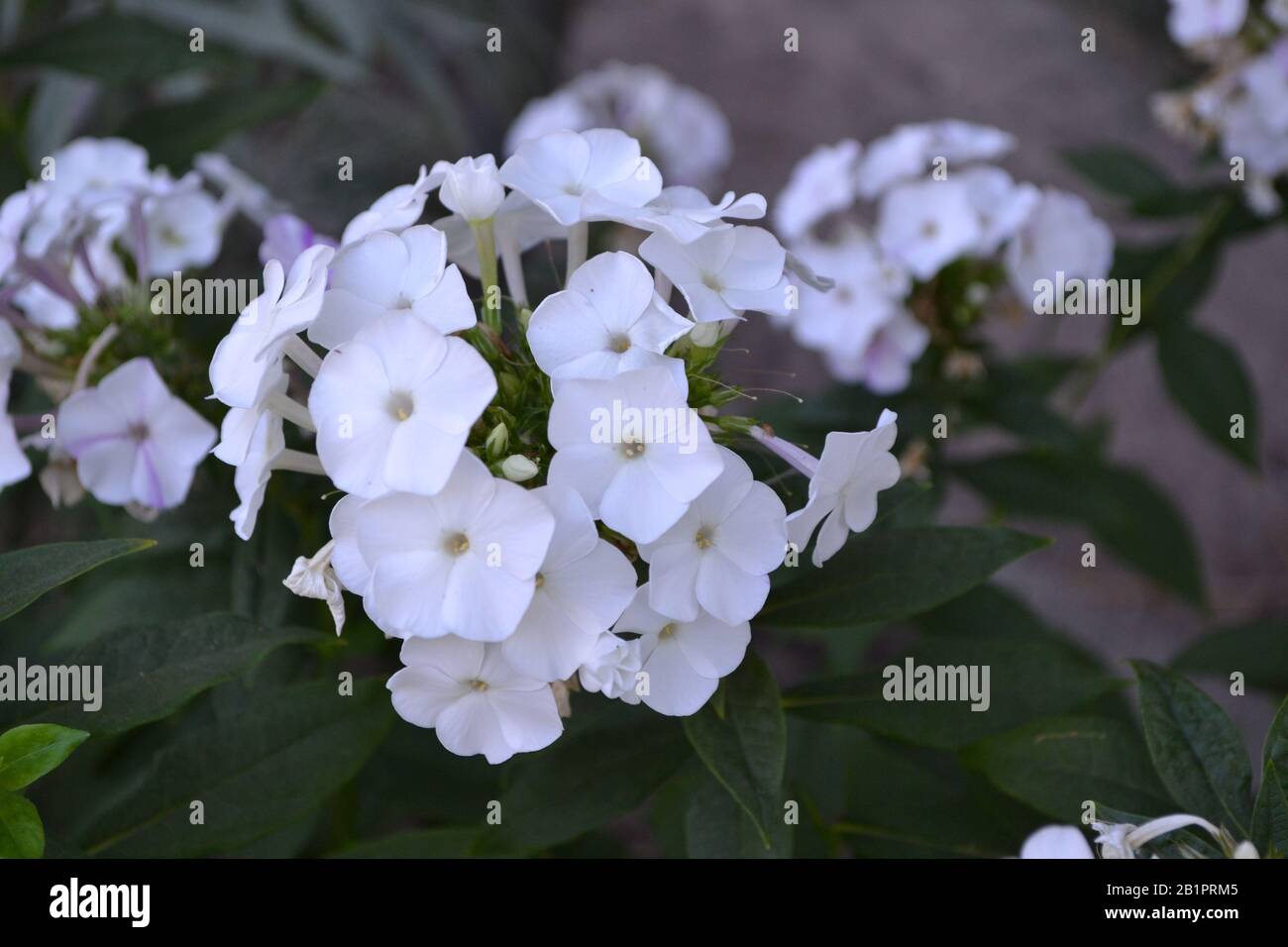 Phlox. Polemoniaceae. Growing flowers. Flowerbed. Garden. Floriculture. White inflorescences. Beautiful flowers. Green leaves. High bushes. Summer. Ho Stock Photo