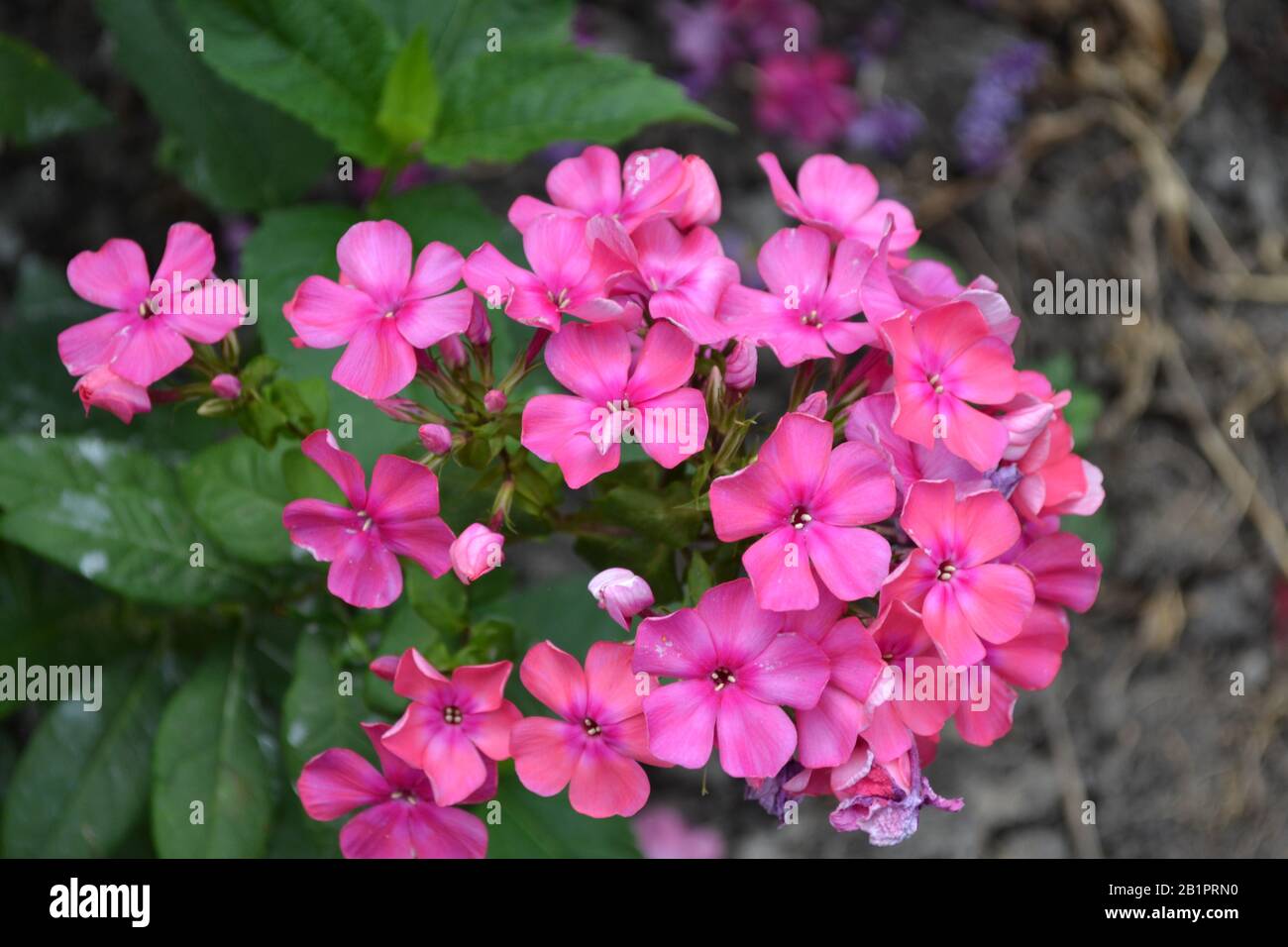 Phlox. Polemoniaceae. Growing flowers. Flowerbed. Garden. Floriculture. Pink inflorescence. Beautiful flowers. Green leaves. Horizontal photo Stock Photo