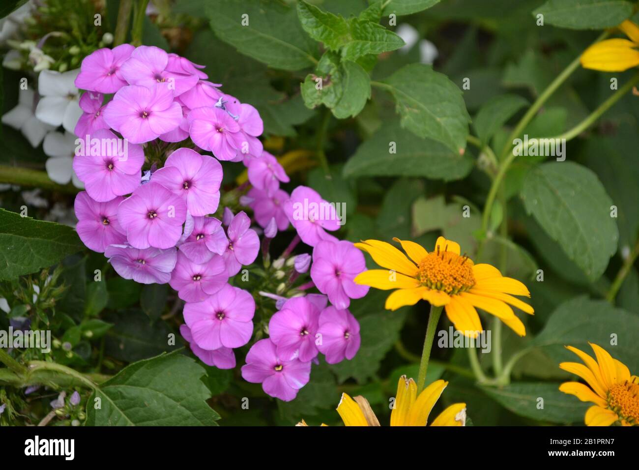 Phlox. Polemoniaceae. Growing flowers. Flowerbed. Garden. Floriculture. Violet inflorescence. Beautiful flowers. Green leaves. High bushes. Summer. Ho Stock Photo