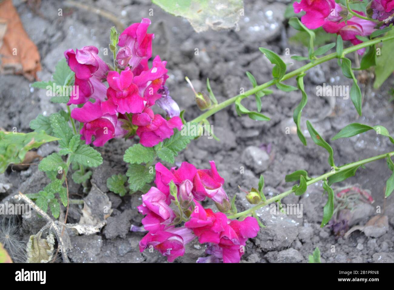 Snapdragon. Antirrhinum. Perennial. Beautiful unusual flower. Inflorescences of fuchsia-colored. Garden. A flower bed. Green leaves. Summer day. Horiz Stock Photo