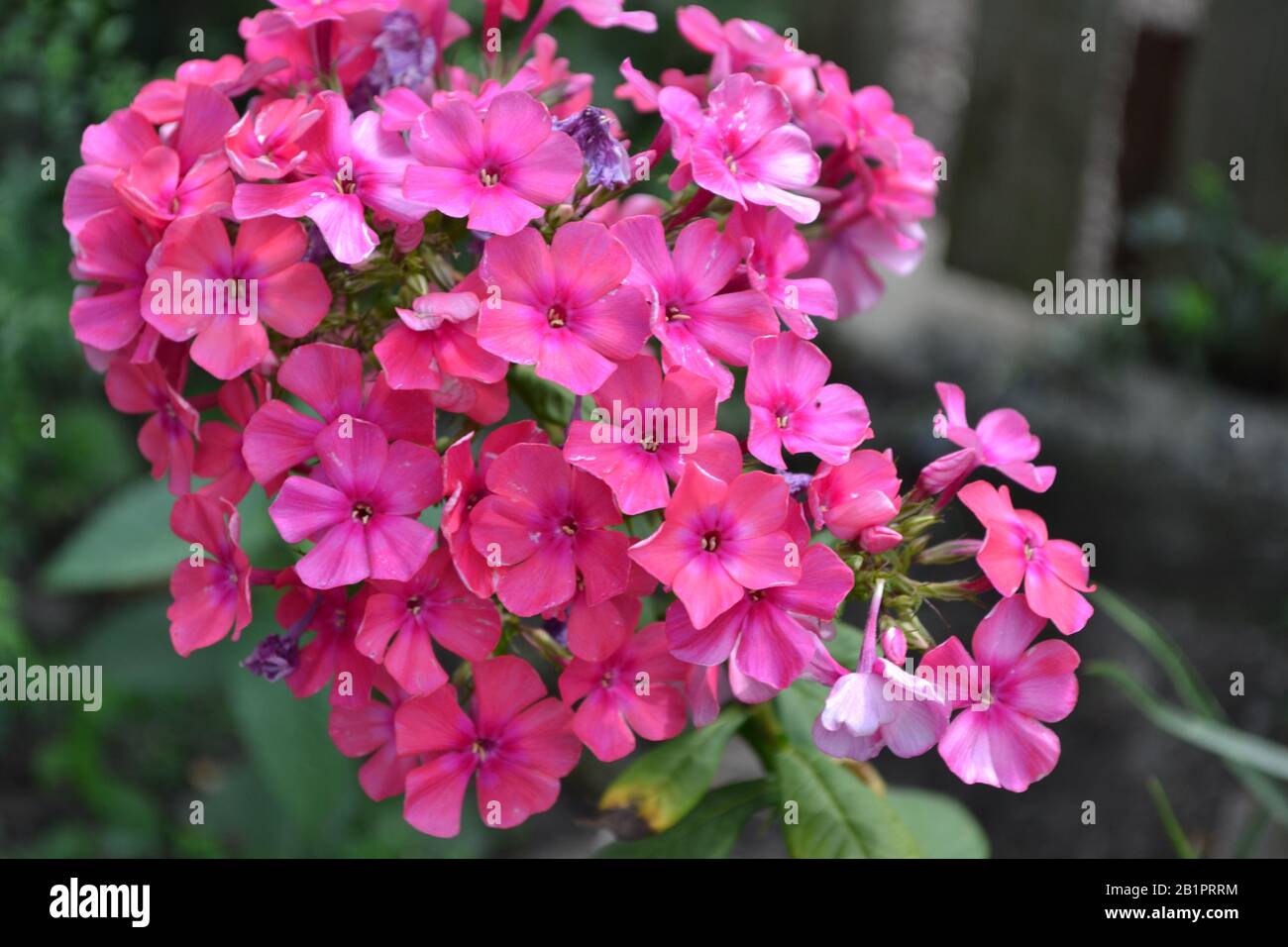 Phlox. Polemoniaceae. Growing flowers. Flowerbed. Garden. Floriculture. Pink summery. Beautiful flowers. Green leaves. High bushes. Horizontal photo Stock Photo