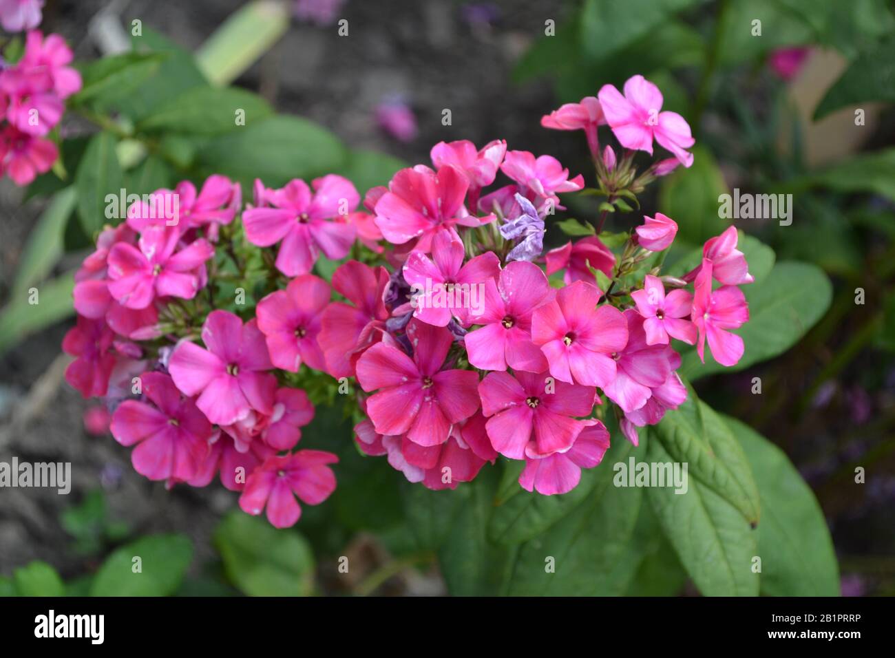 Phlox. Polemoniaceae. Growing flowers. Flowerbed. Garden. Floriculture. Pink summery. Beautiful flowers. Green leaves. Bushes. Horizontal photo Stock Photo