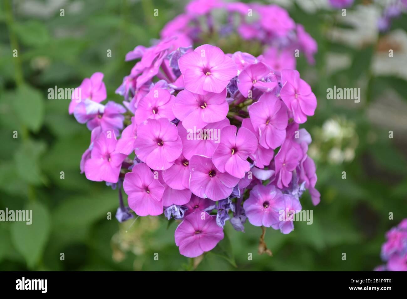 Phlox. Polemoniaceae. Growing flowers. Flowerbed. Garden. Floriculture. Violet inflorescence. Beautiful flowers. Green leaves. High bushes. Horizontal Stock Photo