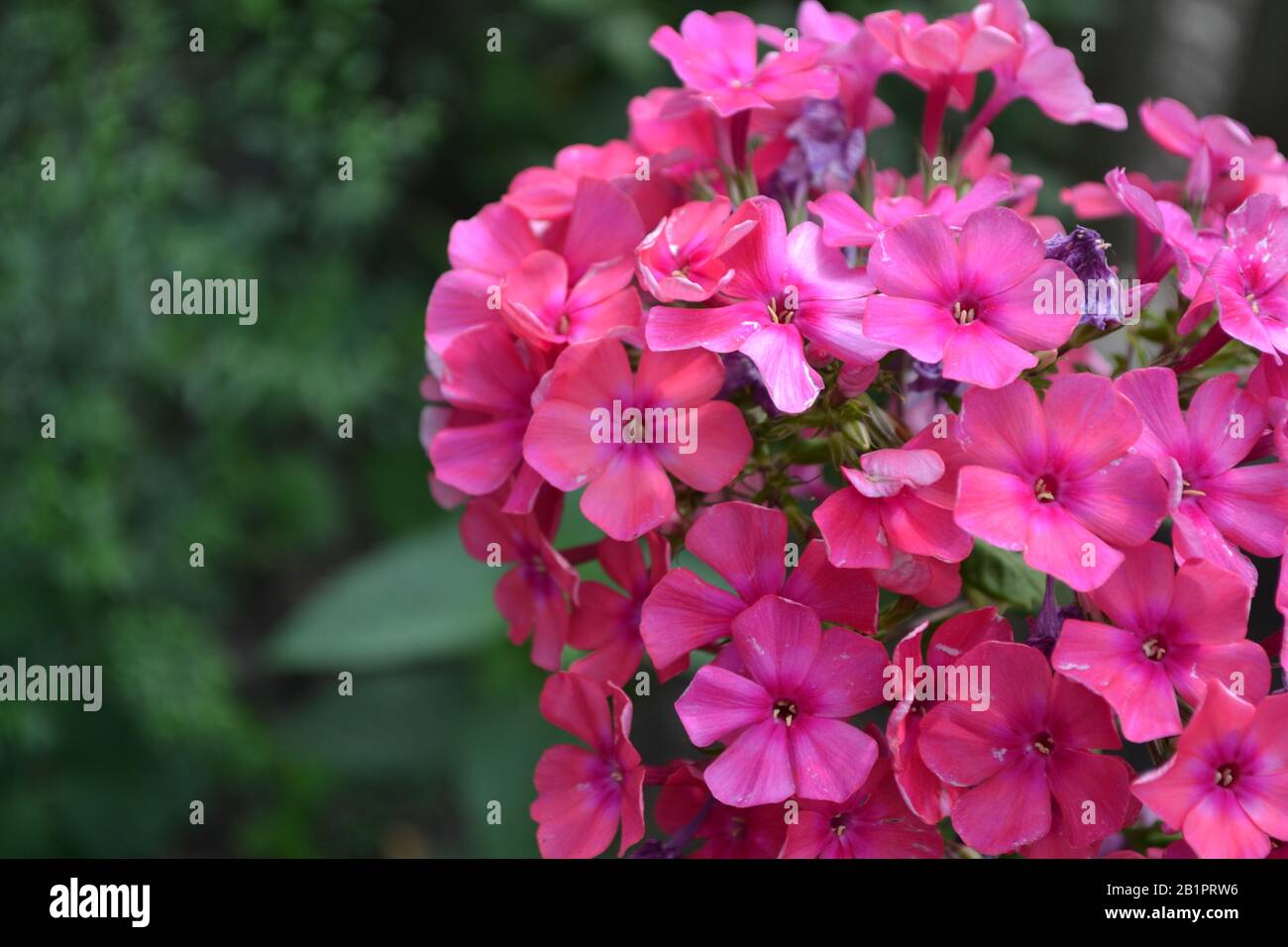 Phlox. Polemoniaceae. Growing flowers. Flowerbed. Garden. Floriculture. Pink summery. Beautiful flowers. Green leaves. High bushes. Horizontal Stock Photo