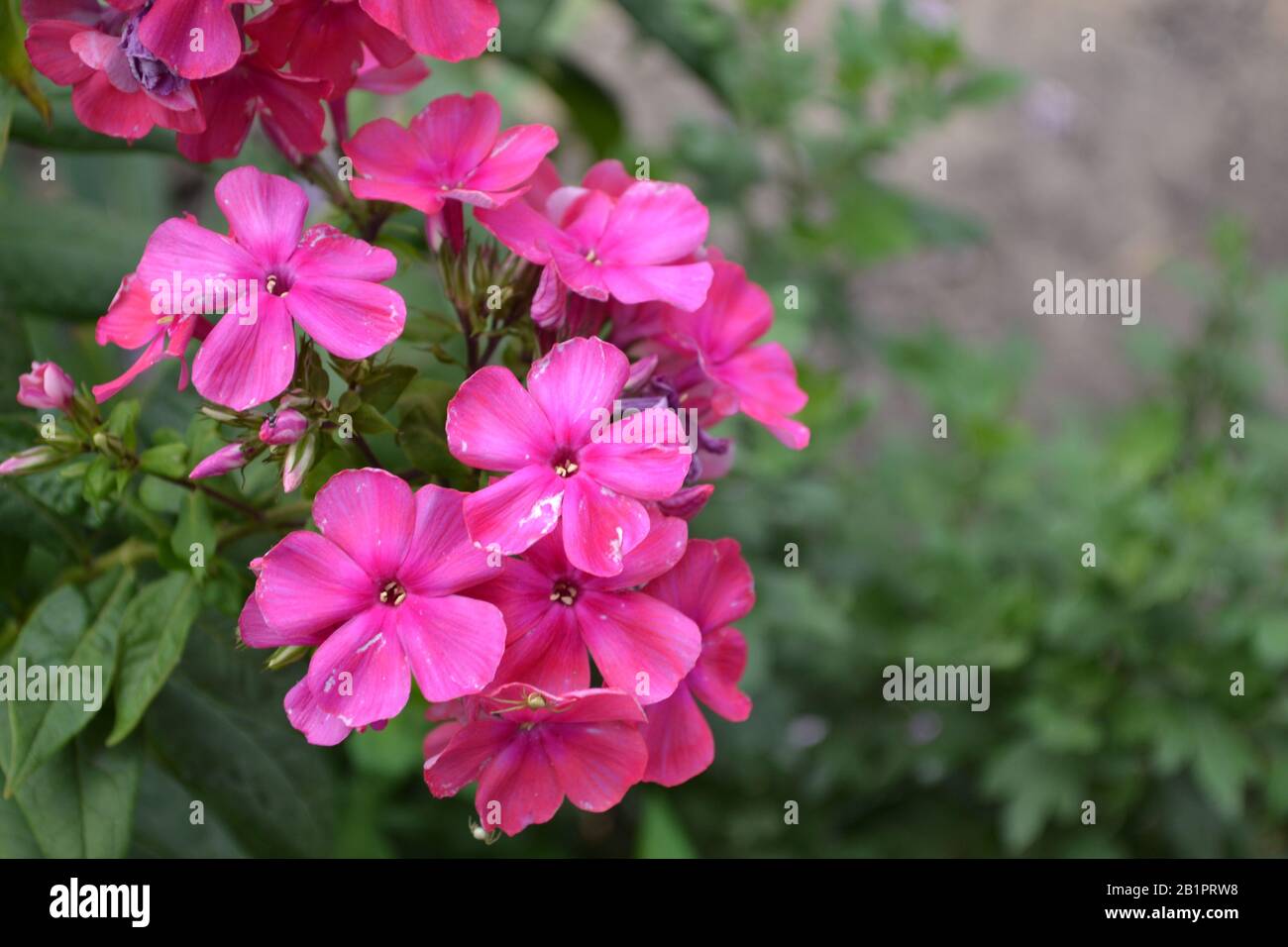 Phlox. Polemoniaceae. Growing flowers. Flowerbed. Garden. Floriculture. Pink inflorescence. Beautiful flowers. Green. Horizontal Stock Photo