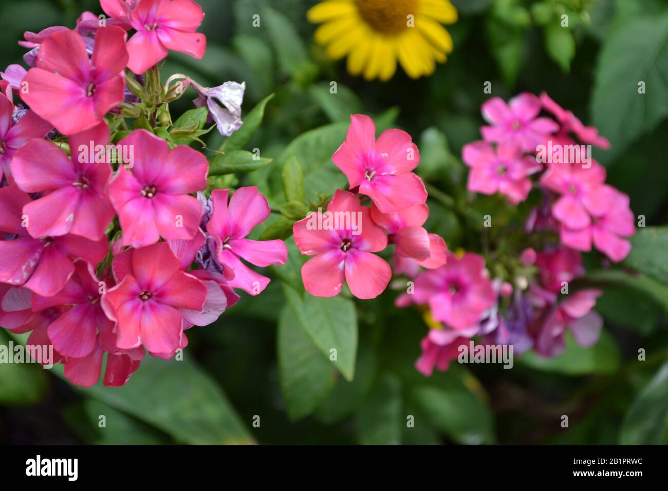Phlox. Polemoniaceae. Growing flowers. Flowerbed. Garden. Floriculture. Pink summery. Beautiful. Horizontal Stock Photo