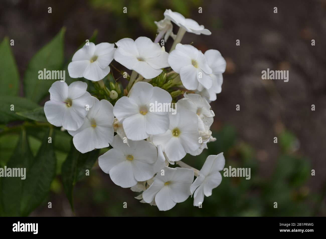 Phlox. Polemoniaceae. Growing flowers. Flowerbed. Garden. Floriculture. White inflorescences. Beautiful. Horizontal photo Stock Photo