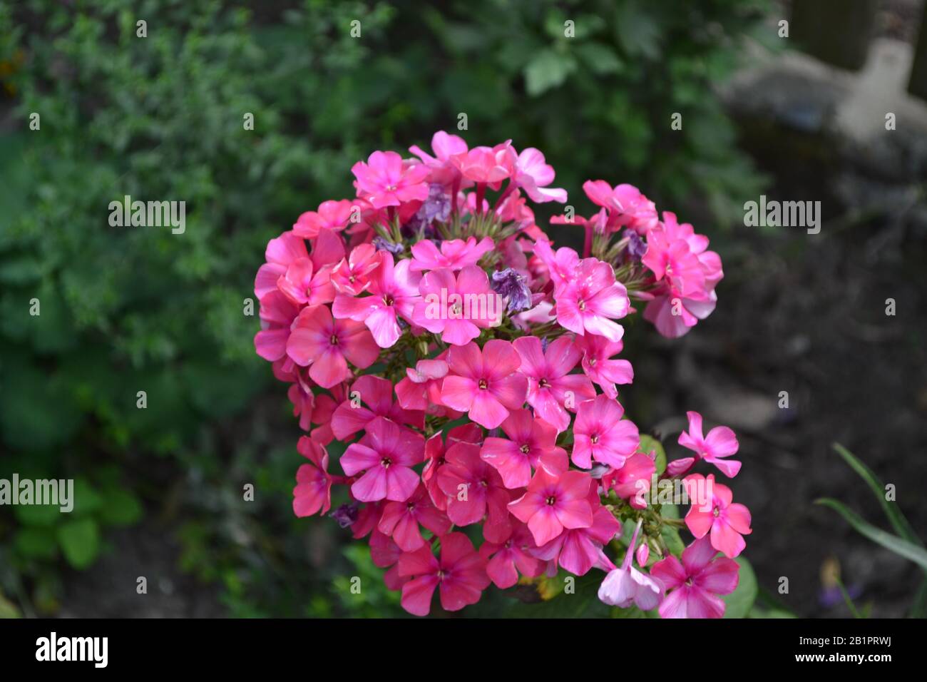 Phlox. Polemoniaceae. Growing flowers. Flowerbed. Garden. Floriculture. Pink summery. Beautiful flowers. Green leaves. Bushes. Horizontal photo Stock Photo