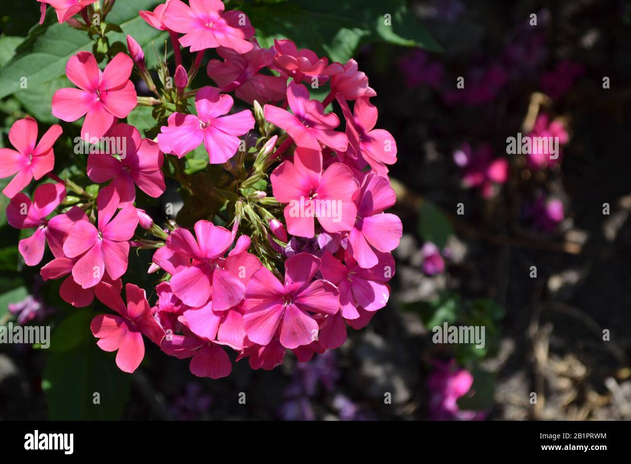 Phlox. Polemoniaceae. Growing flowers. Flowerbed. Garden. Floriculture. Pink. Horizontal photo Stock Photo