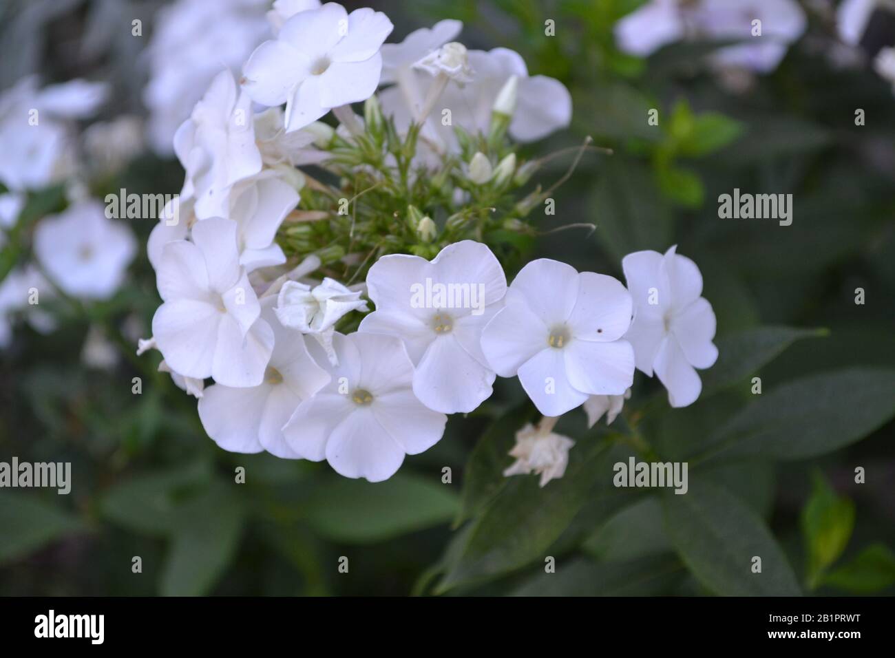 Phlox. Polemoniaceae. Growing flowers. Flowerbed. Garden. Floriculture. White inflorescences. Beautiful flowers. Green leaves. High bushes. Summer day Stock Photo