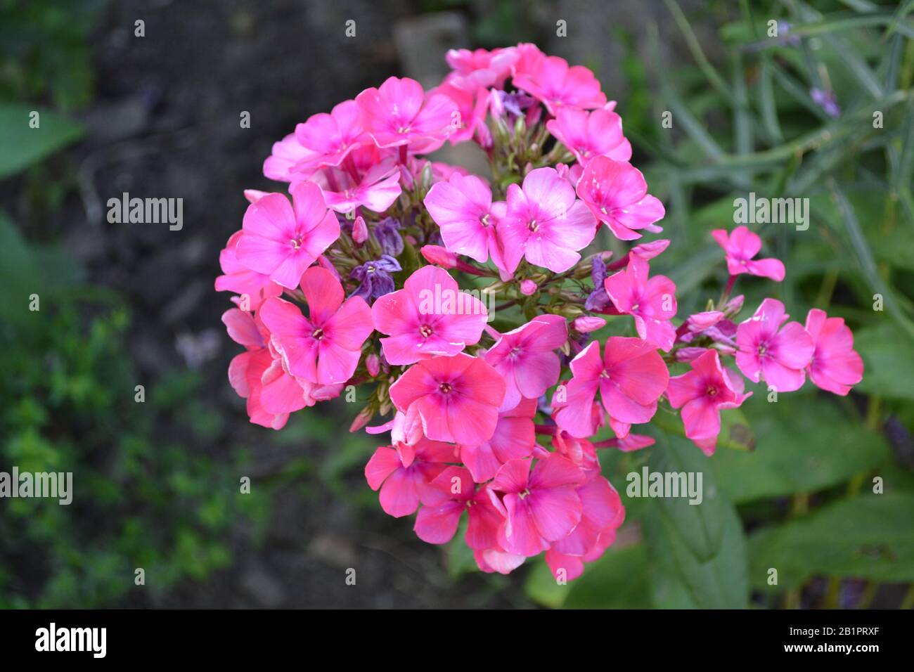 Phlox. Polemoniaceae. Growing flowers. Flowerbed. Garden. Floriculture. Pink summery. Beautiful flowers. Green leaves. High bushes. Summer day. Horizo Stock Photo