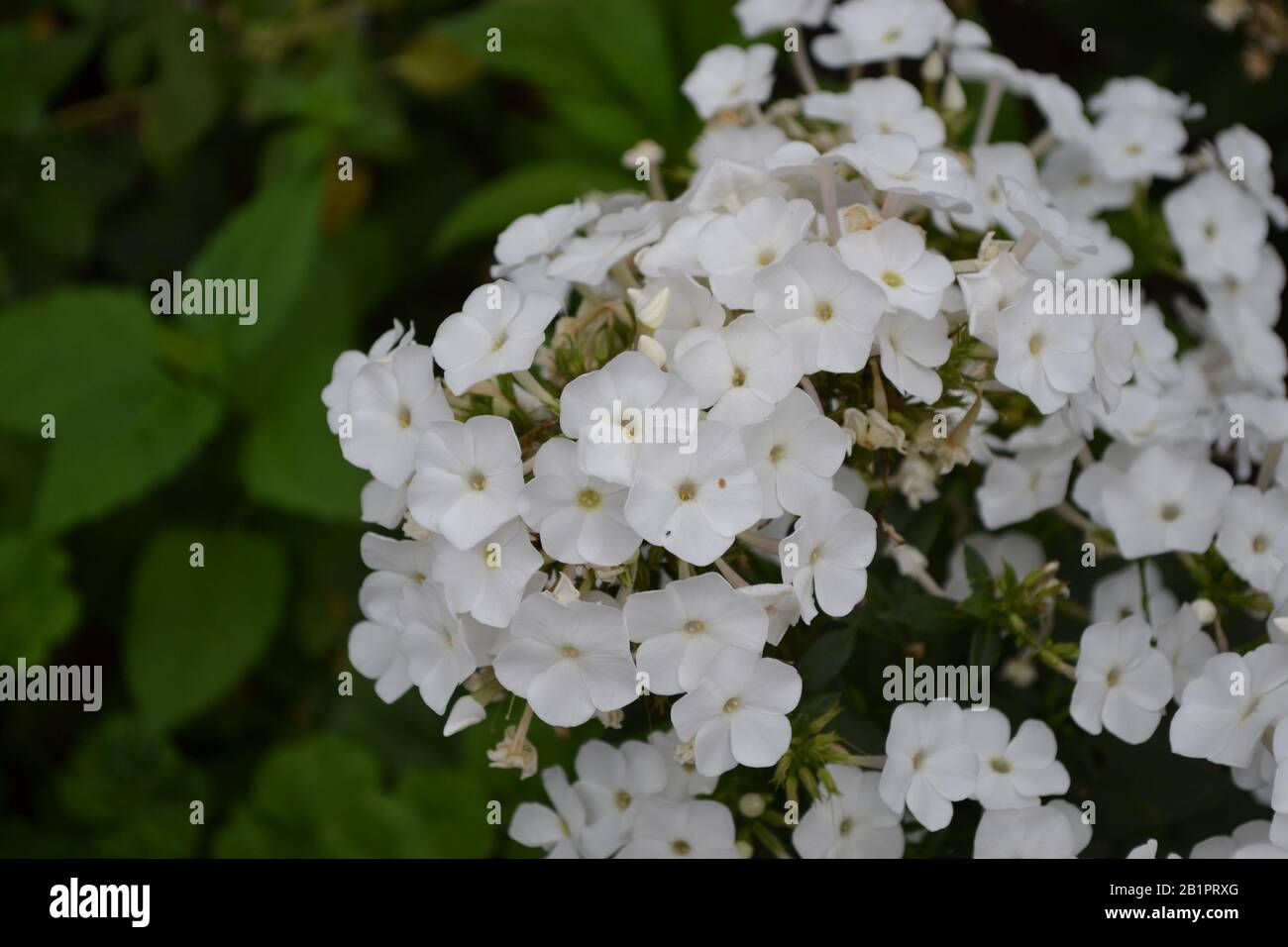 Phlox. Polemoniaceae. Growing flowers. Flowerbed. Garden. Floriculture. White inflorescences. Horizontal photo Stock Photo