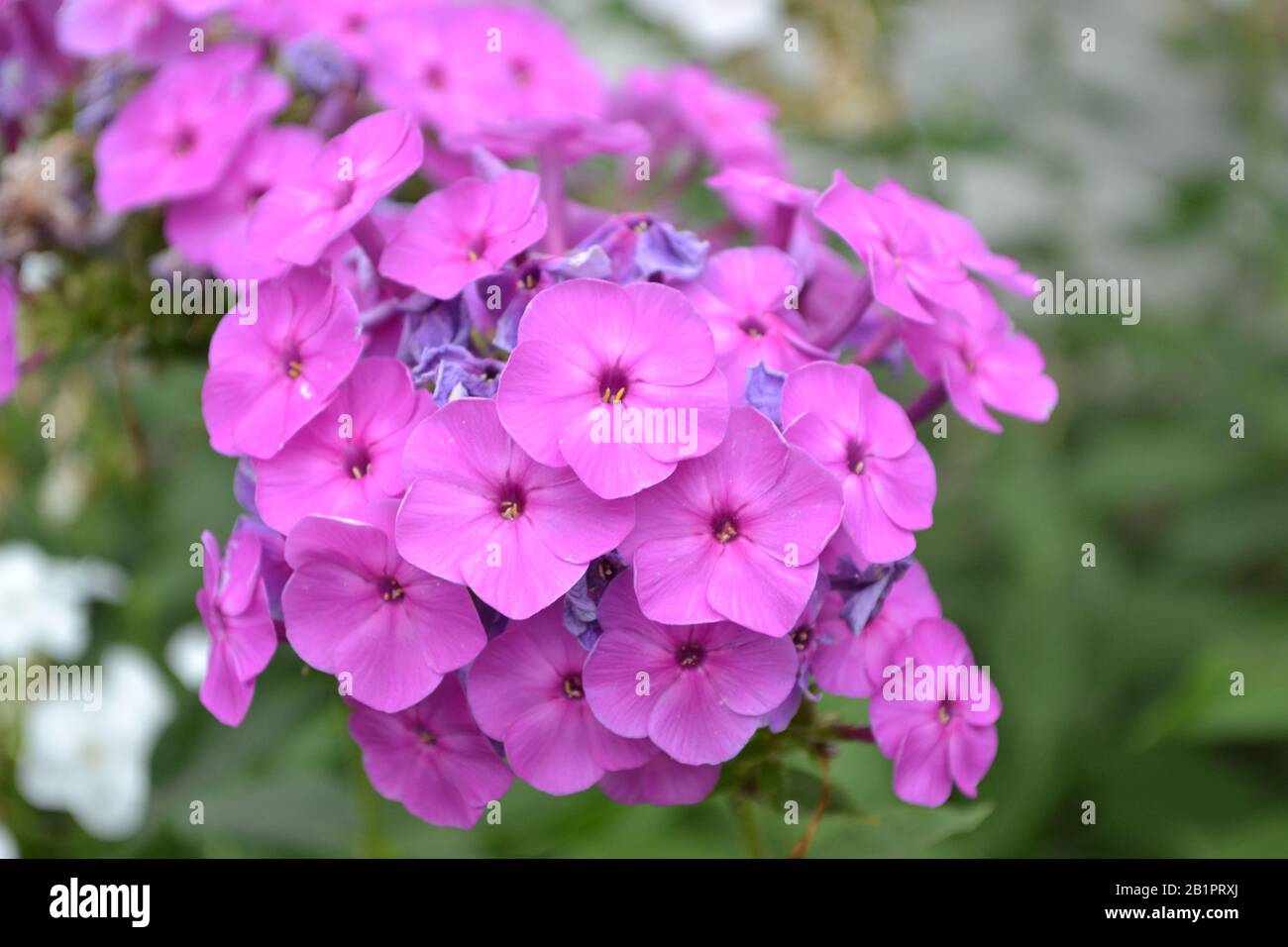 Phlox. Polemoniaceae. Growing flowers. Flowerbed. Garden. Floriculture. Violet inflorescence. Beautiful flowers. Green leaves. High bushes. Summer day Stock Photo