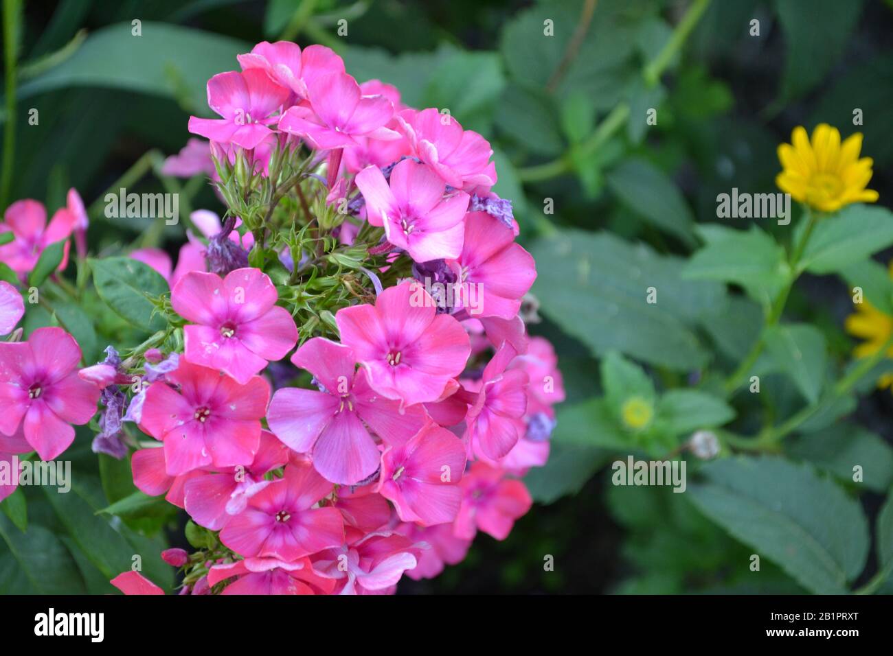 Phlox. Polemoniaceae. Growing flowers. Flowerbed. Garden. Floriculture. Pink summery. Beautiful flowers. Green leaves. High bushes. Summer. Horizontal Stock Photo