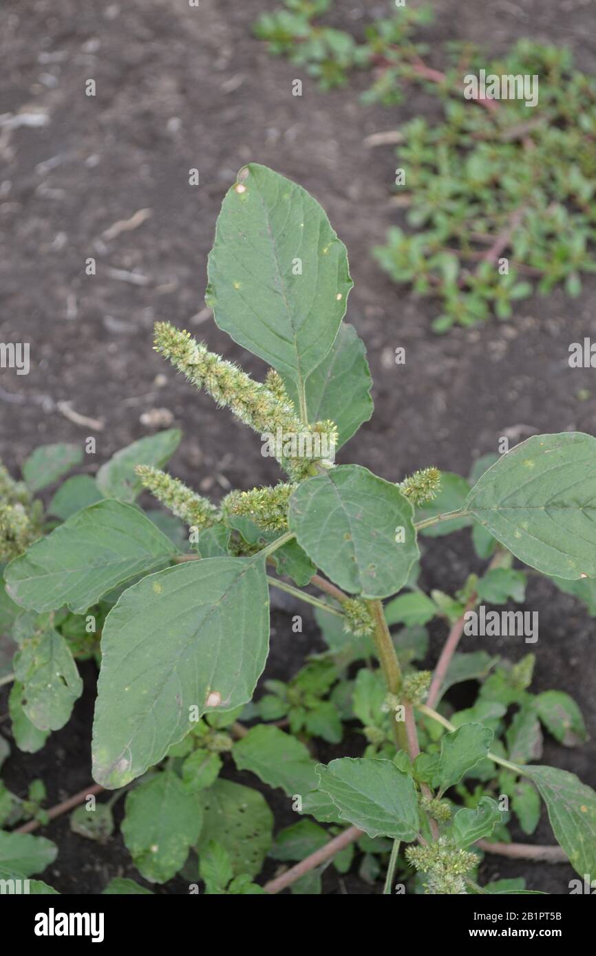 Slender amaranth hires stock photography and images Alamy