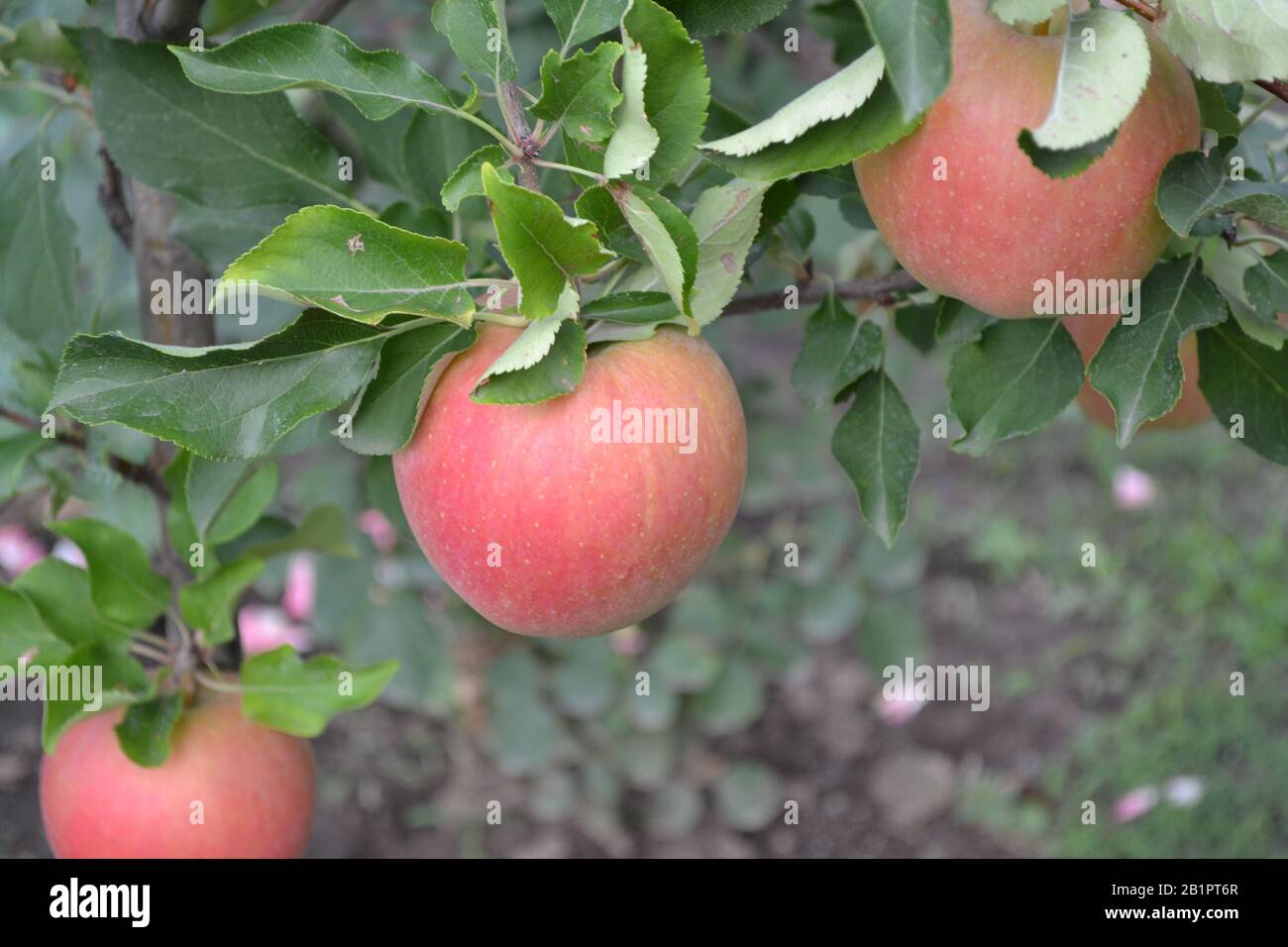 Apple. Apples average maturity. Fruits apple on the branch. Apple tree