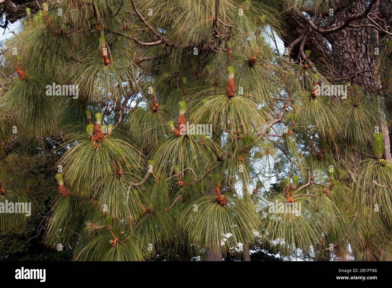 ydney Australia, new growth after flowering of Pinus Roxburghii Stock Photo