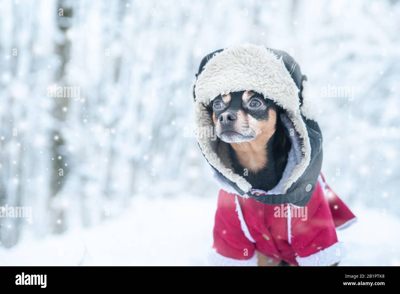 dog coat funny