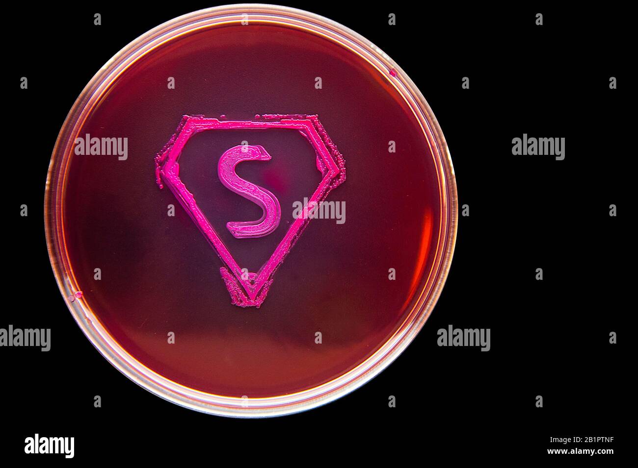 Super bacteria concept -  symbol consisting of bacterial culture Stock Photo