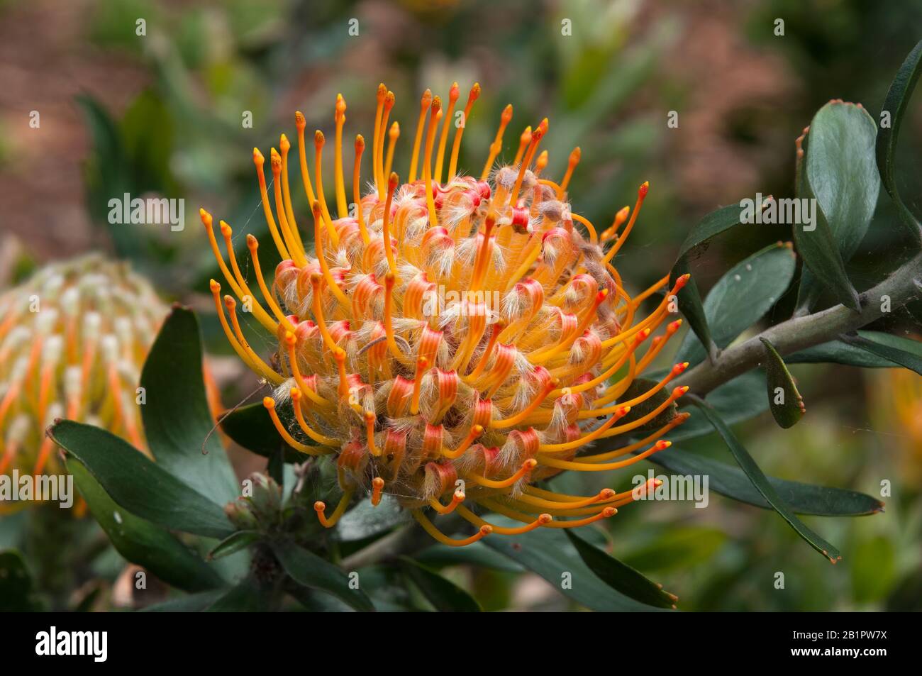 Sydney Australia, flower head of a leucospermum conocarpodendron shrub native to Cape Town, South Africa Stock Photo