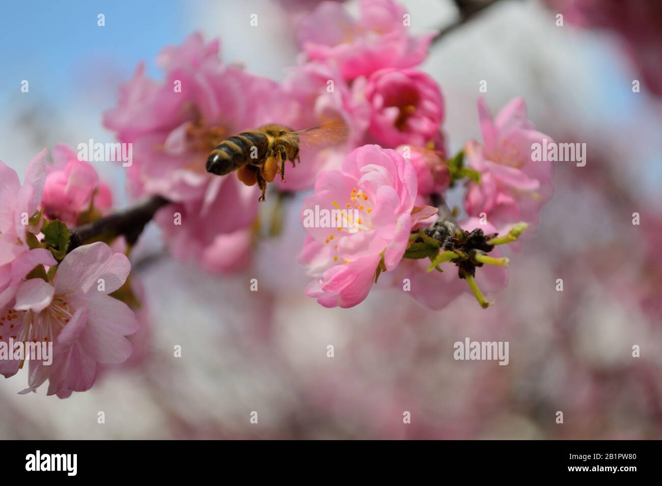 bee gathering honey in blooming pink Sakura on a blue sky background. A ...