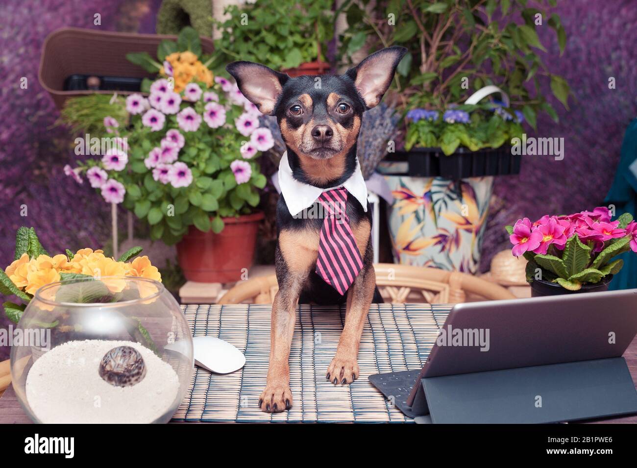 Dog in a tie  freelancer working at a desk against the background of flowering fields, Theme of distant work Stock Photo