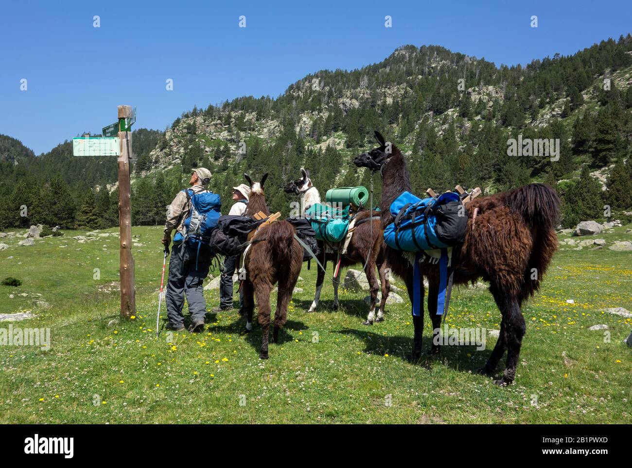 Trekking at the Pyrenees with llamas.Vallcivera plain.Cerdanya.Catalonia.Spain Stock Photo