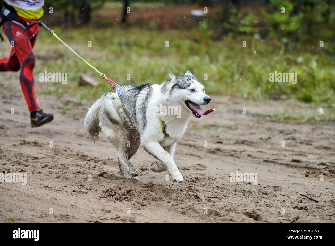 Canicross whippet 2024