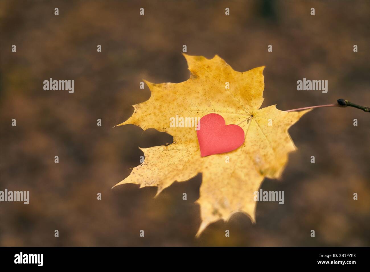 Heart on maple leaf. Open pure heart symbol, copy space. Unrequited