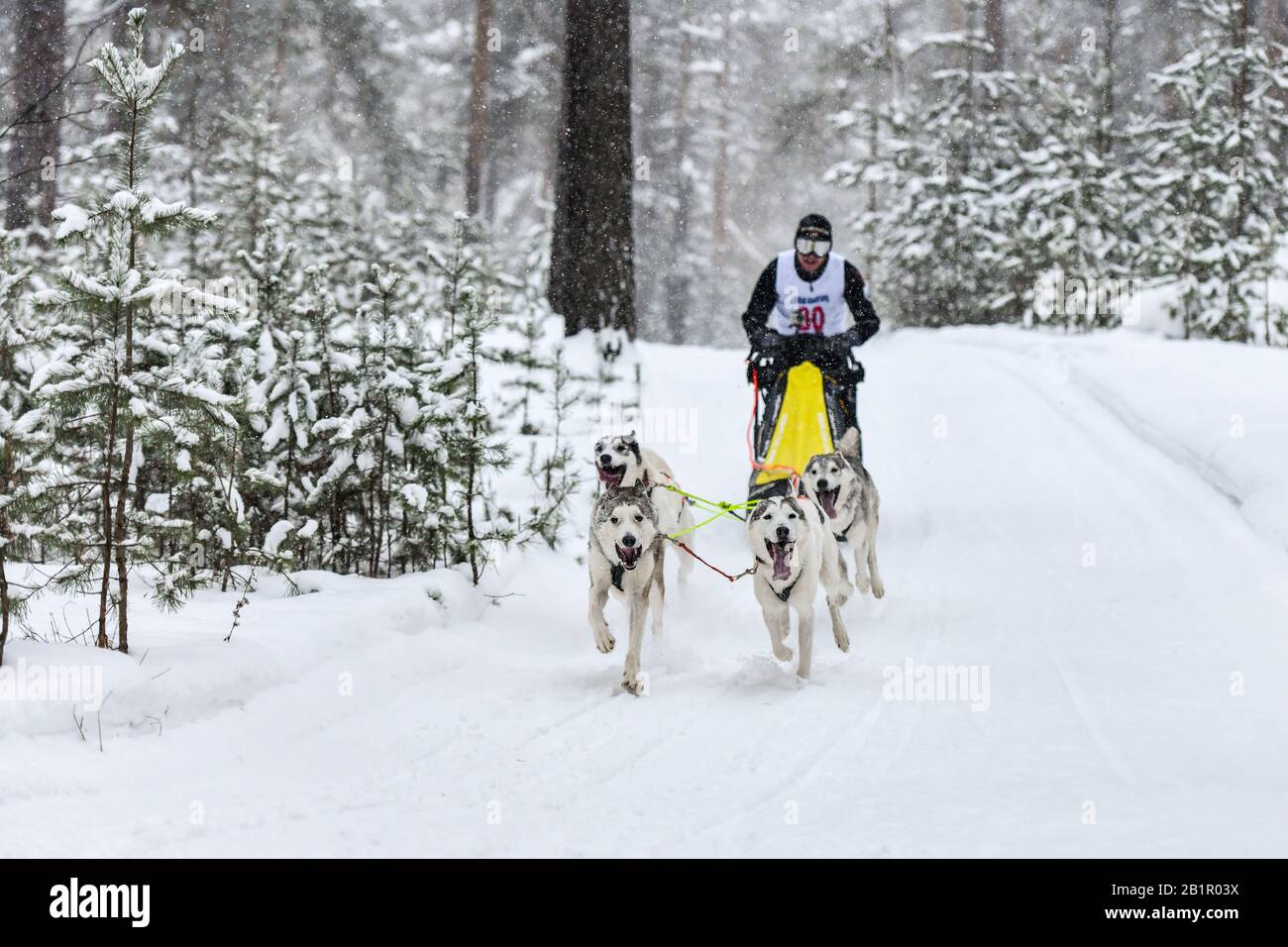Sled dog racing. Husky sled dogs pull a sled with dog musher. Winter ...