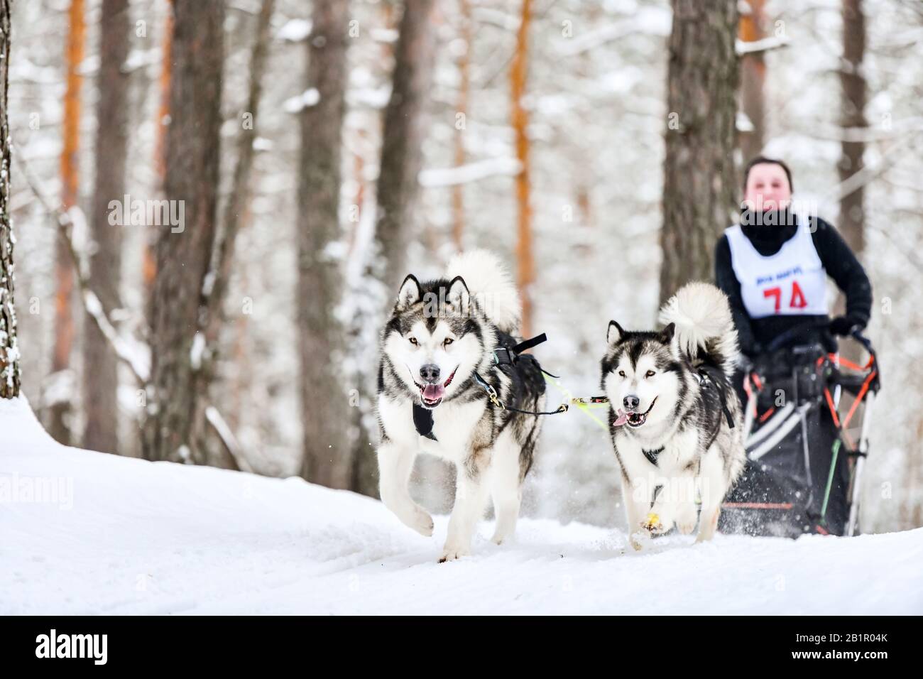 Sled dog racing. Husky sled dogs pull a sled with dog musher. Winter ...