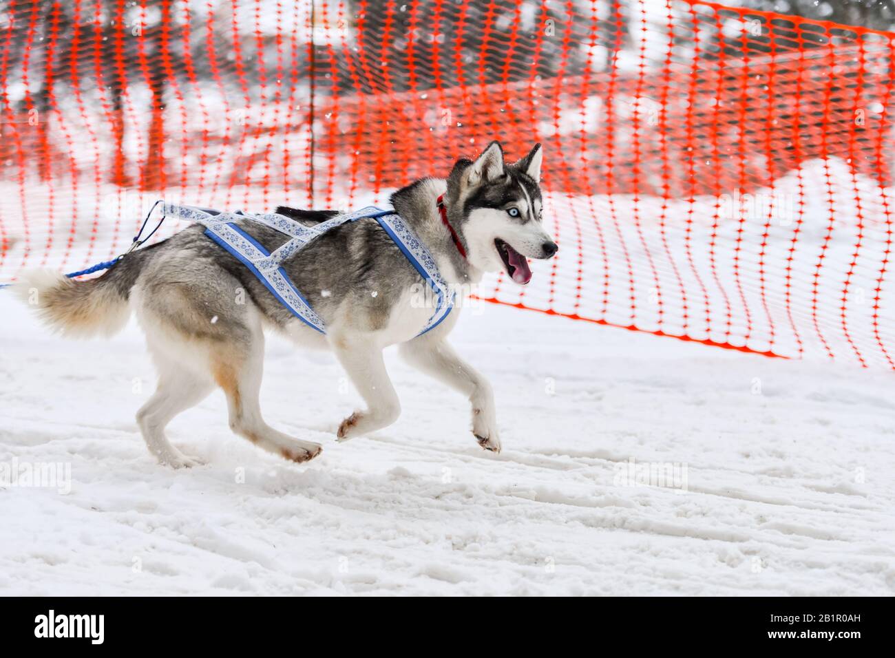 Husky squad harness cheap