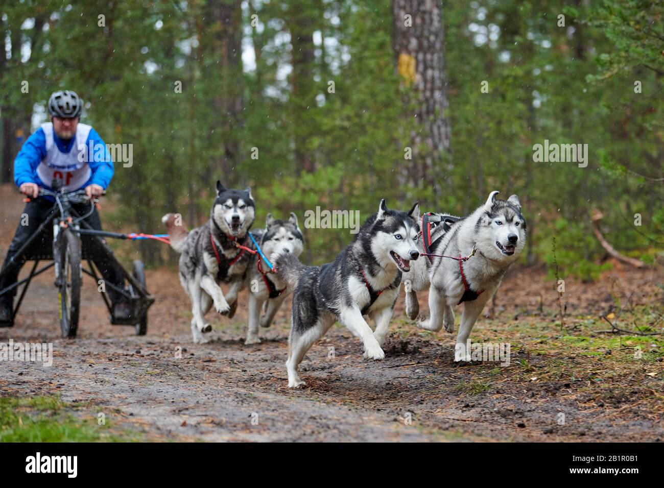 Carting dog mushing race. Husky sled dog pulling the Cart. Dryland